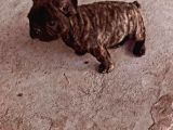 Gerekli Aşıları Yapılmış French Bulldog