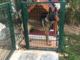 Belçika Kurdu Malinois