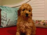 Poodle Yavrumuz