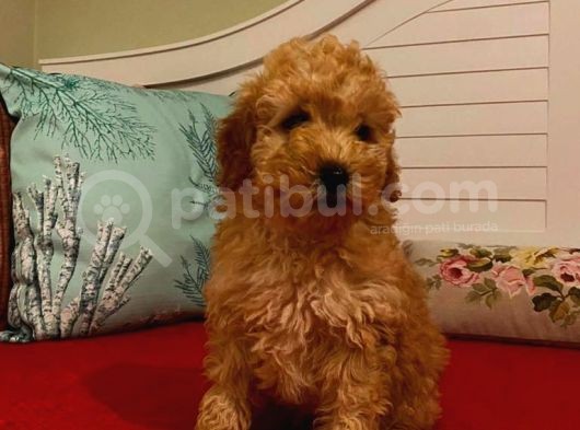 Poodle Yavrumuz görsel