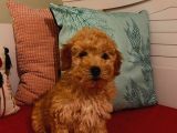 Poodle Yavrumuz