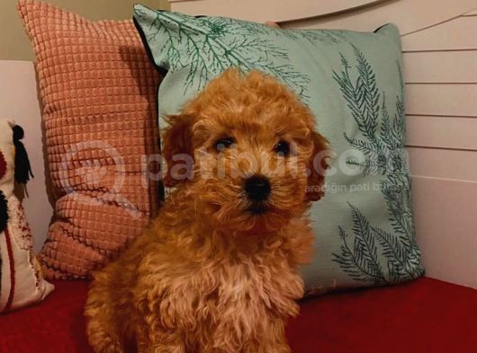 Poodle Yavrumuz