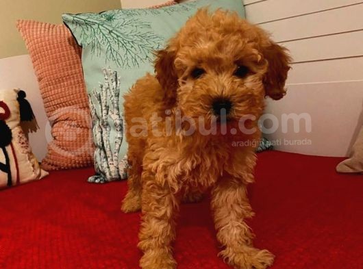 Poodle Yavrumuz görsel