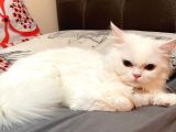 6 Aylık Chincilla Güzel Kızımız