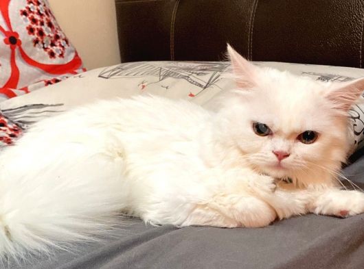 6 Aylık Chincilla Güzel Kızımız görsel