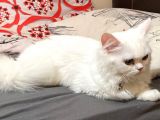 6 Aylık Chincilla Güzel Kızımız
