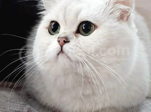 Aşırı Tatlı Oyuncu Kediler Baba Scrli görsel