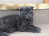 Scottish Fold Blue Safkan Erkek yavrum