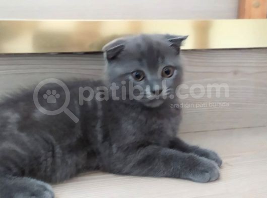 Scottish Fold Blue Safkan Erkek Yavrum