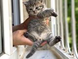 2 Aylık Erkek British Shorthair