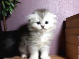 Aşırı Tatlı Oyuncu Kediler Baba Scrli