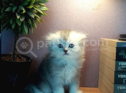 Aşırı Tatlı Oyuncu Kediler Baba Scrli görsel