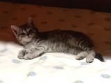 2 Aylık Erkek British Shorthair