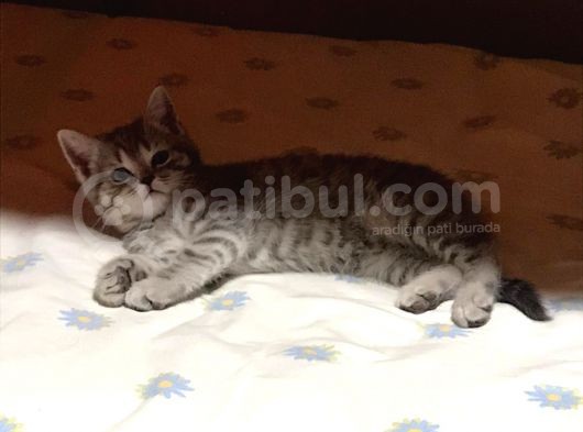 2 Aylık Erkek British Shorthair
