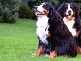 2 Aylık Erkek Ve Dişi Bernese Dağ Köpeği Yavruları