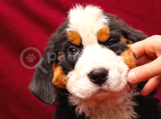2 Aylık Erkek ve Dişi Bernese Dağ Köpeği Yavruları