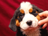 2 Aylık Erkek Ve Dişi Bernese Dağ Köpeği Yavruları