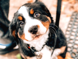 2 Aylık Erkek Ve Dişi Bernese Dağ Köpeği Yavruları