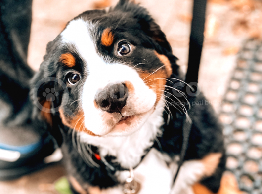 2 Aylık Erkek Ve Dişi Bernese Dağ Köpeği Yavruları görsel