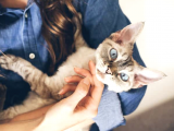 A Kalite Devon Rex Yavrular