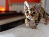 A Kalite Devon Rex Yavrular