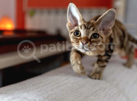 A Kalite Devon Rex Yavrular