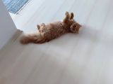 7 Aylık Erkek Persian Kedimizi Sahiplendiriyoruz