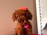 ORJİNAL TOY POODLE