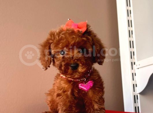 Orji̇nal Toy Poodle