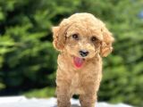 Sevi̇mli̇ Poodle Bebekler