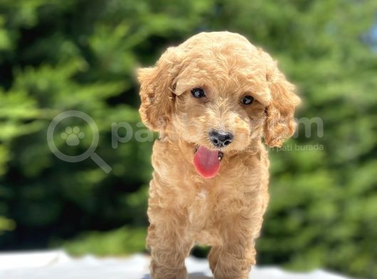 Sevi̇mli̇ Poodle Bebekler görsel
