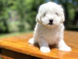 Maltese Terri̇er Bebekleri̇mi̇z