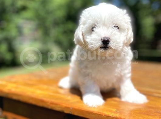 Maltese Terri̇er Bebekleri̇mi̇z