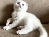 Safkan Scottish Fold Yavrumuz