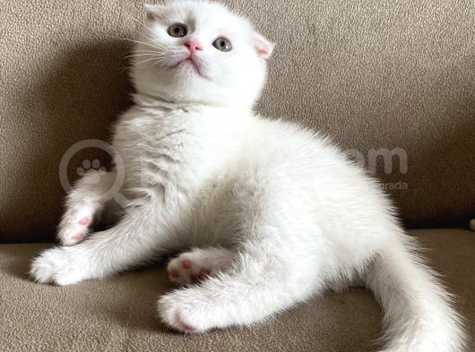 Safkan Scottish Fold Yavrumuz görsel