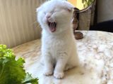 Safkan Scottish Fold Yavrumuz