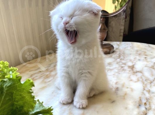 Safkan Scottish Fold Yavrumuz
