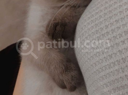Oyuncu Mia görsel
