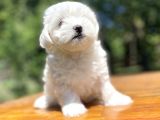 Maltese Terri̇er Bebekleri̇mi̇z