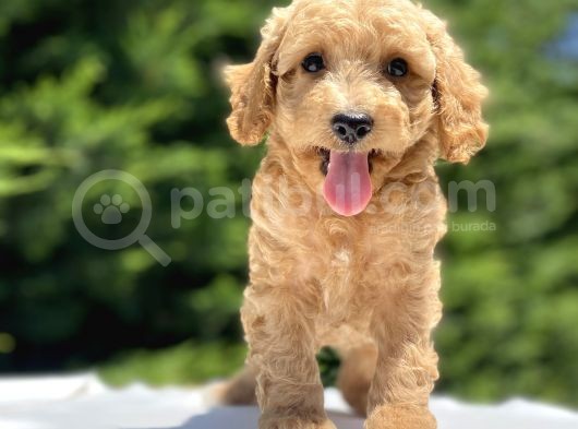 Sevi̇mli̇ Poodle Bebekler