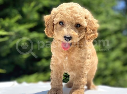Sevi̇mli̇ Poodle Bebekler görsel