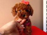 Orji̇nal Toy Poodle