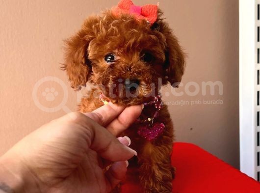 Orji̇nal Toy Poodle görsel
