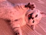British Shorthair Yavrularım