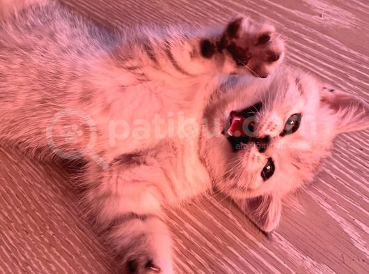 British Shorthair Yavrularım