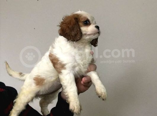Cavali̇er Ki̇ng Charles Pamukçu Doghouseda