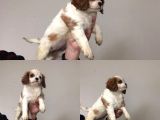 Cavali̇er Ki̇ng Charles Pamukçu Doghouseda
