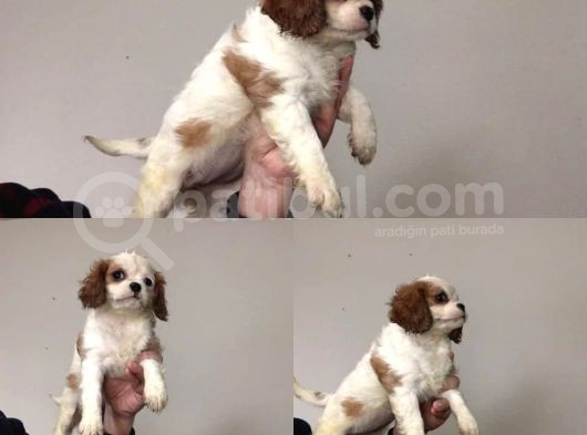 Cavali̇er Ki̇ng Charles Pamukçu Doghouseda görsel