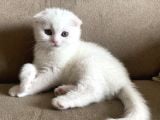 Safkan Scottish Fold Yavrumuz