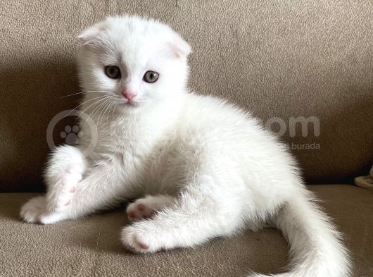 Safkan Scottish Fold Yavrumuz görsel